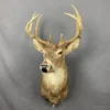 Buy Whitetail Deer Taxidermy