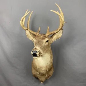 Buy Whitetail Deer Taxidermy