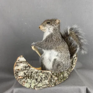Taxidermy Squirrel
