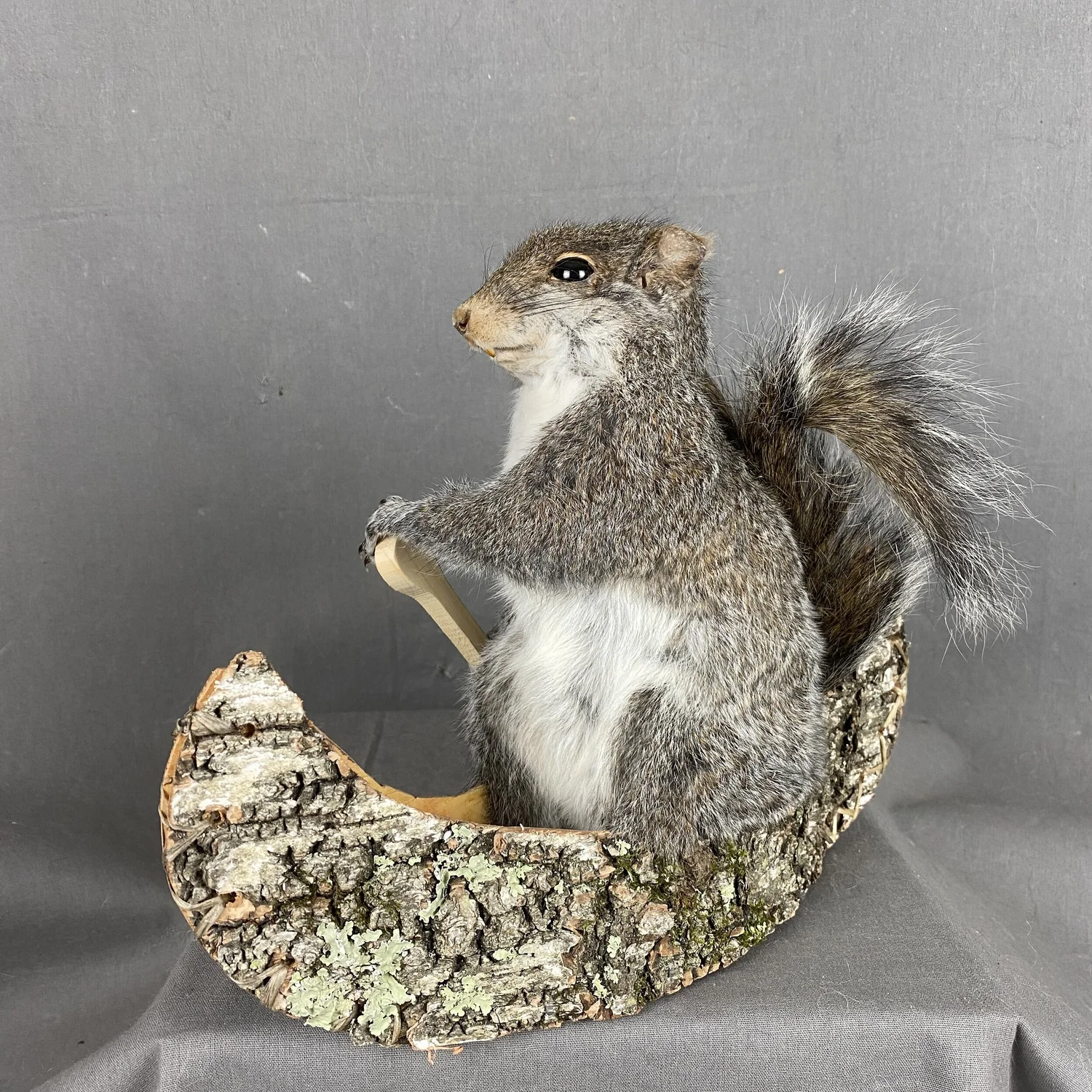 Taxidermy Squirrel