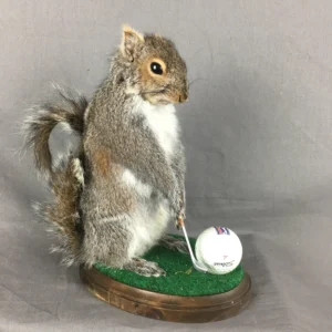 Black Squirrel Taxidermy
