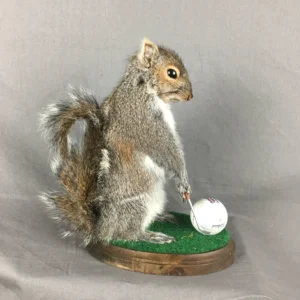 Black Squirrel Taxidermy