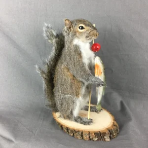 Squirrel Taxidermy Mounts