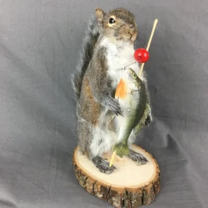 Alternative view of Squirrel Fisherman Mount With Bluegill