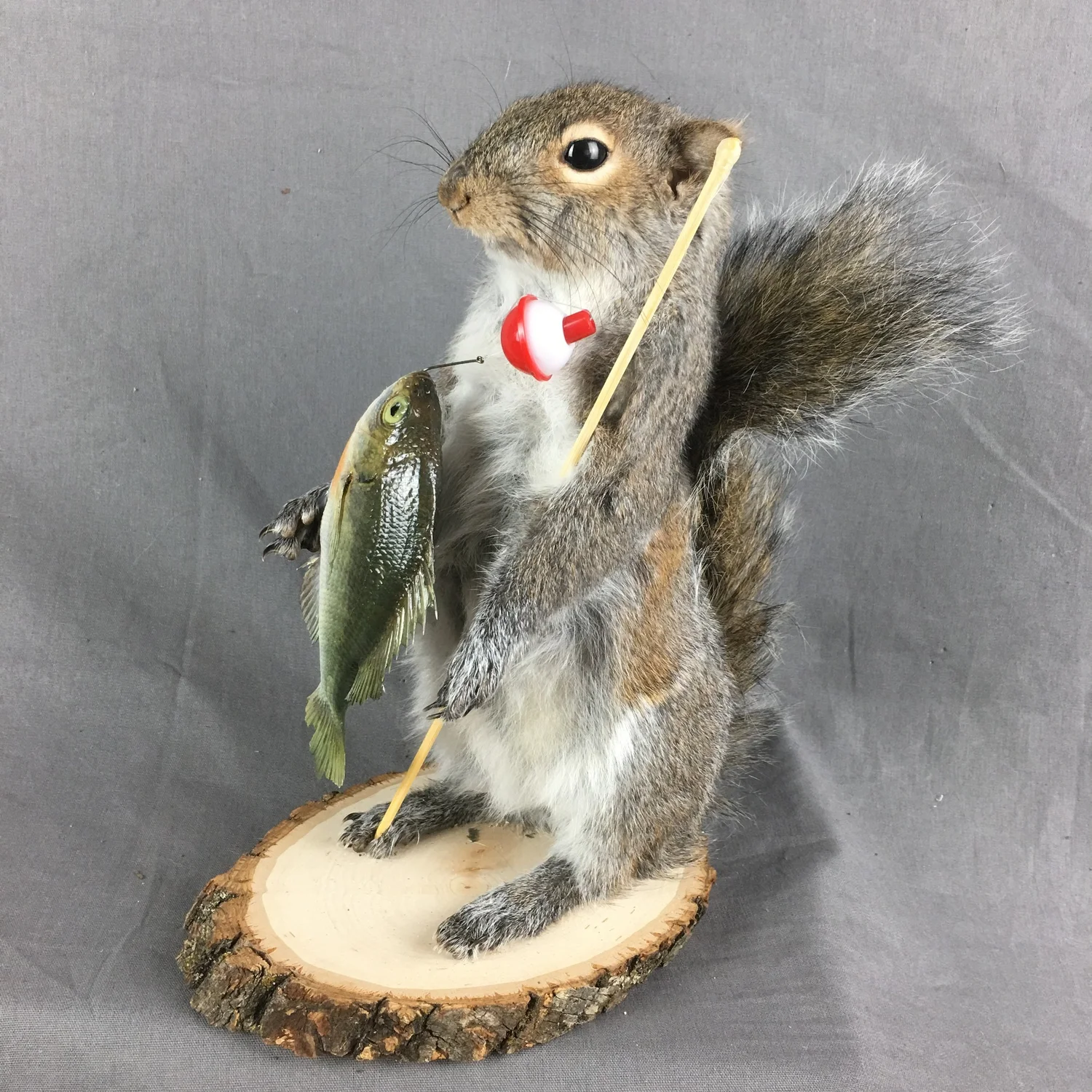 Squirrel Fisherman Mount With Bluegill - Image 3