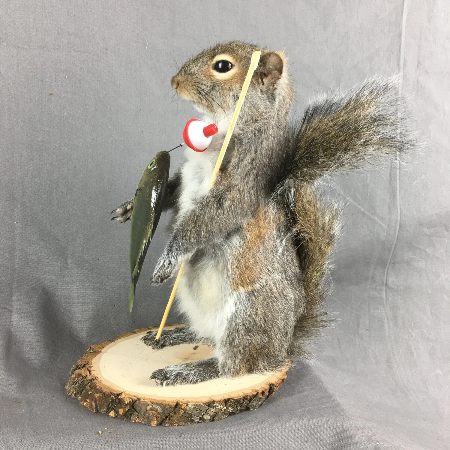 Squirrel Taxidermy Mounts