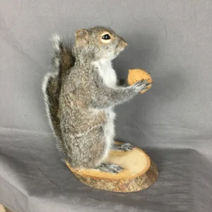 Squirrel Form Taxidermy