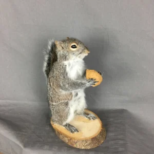 Squirrel Form Taxidermy