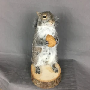 Squirrel Form Taxidermy