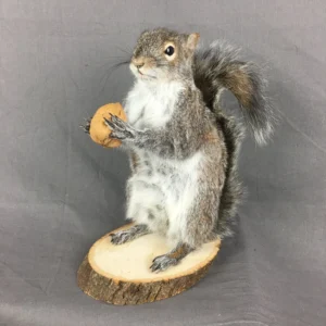 Squirrel Form Taxidermy