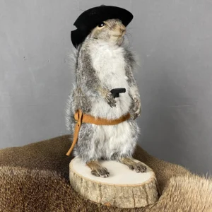 Squirrel Cowboy Taxidermy