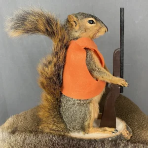 Taxidermy Squirrel For Sale