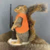 Taxidermy Squirrel For Sale