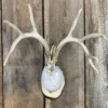 Jackalope Mount