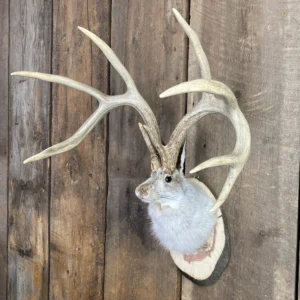 Jackalope Mount