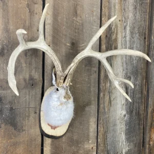 Jackalope Mount