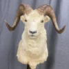 Dall Sheep Mount
