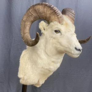 Dall Sheep Mount