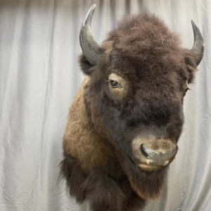 Buffalo Shoulder Mount Taxidermy, Buy Buffalo Shoulder Mount Taxidermy, Buffalo taxidermy for sale online, Buy taxidermy for sale online
