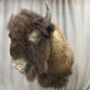 Buffalo Shoulder Mount Taxidermy, Buy Buffalo Shoulder Mount Taxidermy, Buffalo taxidermy for sale online, Buy taxidermy for sale online