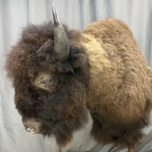 Buffalo Shoulder Mount Taxidermy, Buy Buffalo Shoulder Mount Taxidermy, Buffalo taxidermy for sale online, Buy taxidermy for sale online