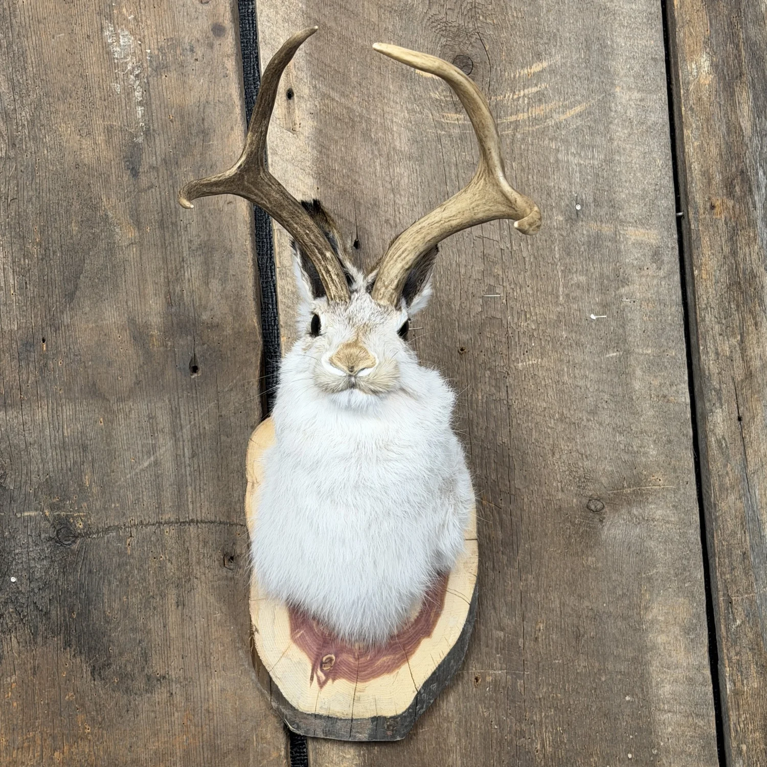Jackalope Wall Mount