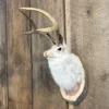 Jackalope Wall Mount