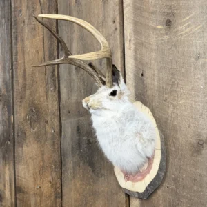 Jackalope Wall Mount