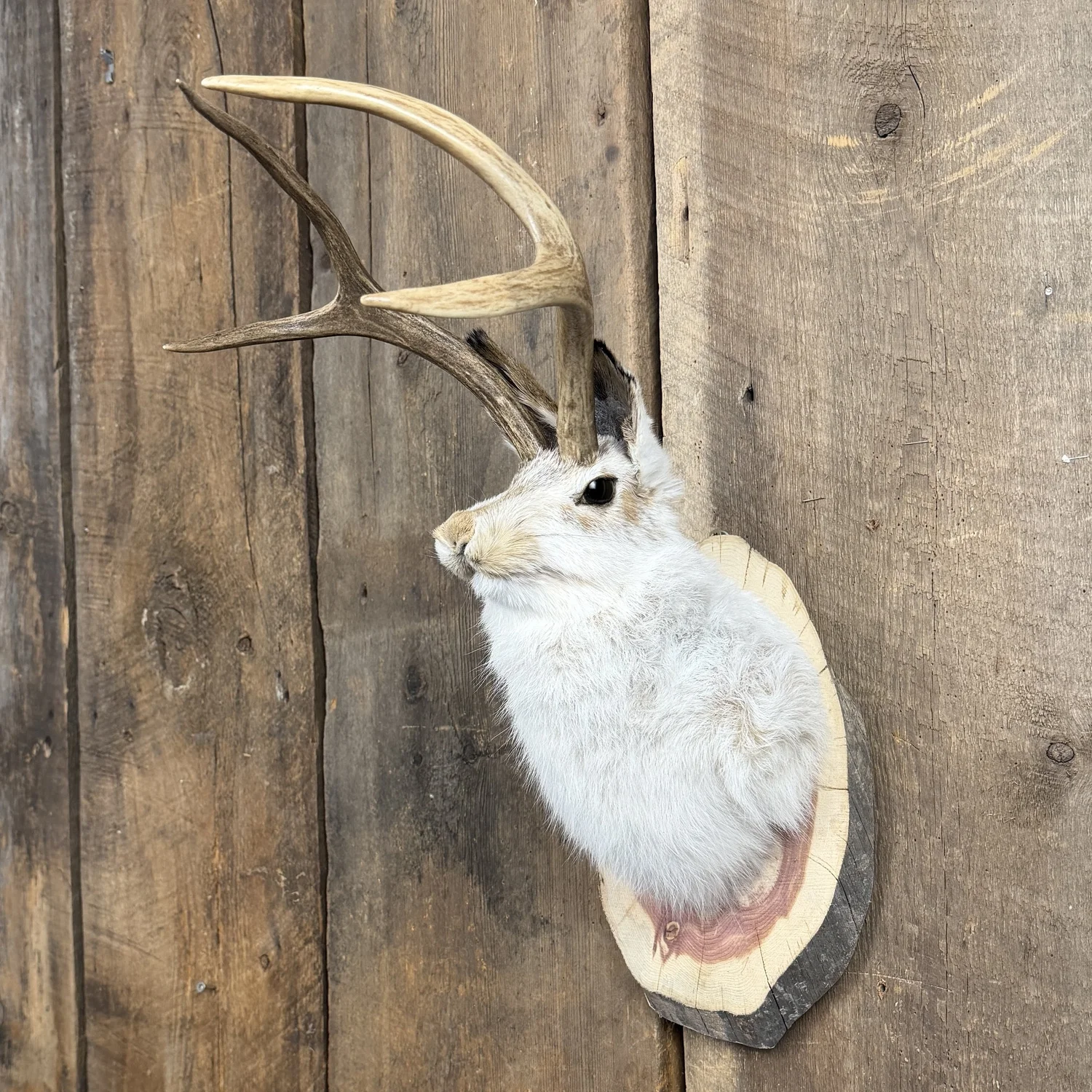 Jackalope Wall Mount