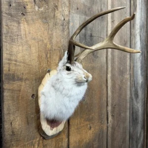 Jackalope Wall Mount