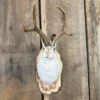 Mounted Jackalope