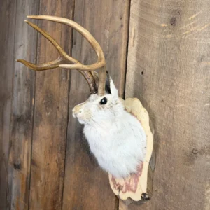 Mounted Jackalope