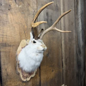 Mounted Jackalope